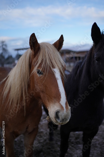 Portritshot eines Pferdes © Furkan