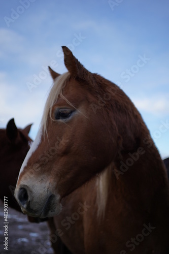 Seitensicht eines Pferdes © Furkan