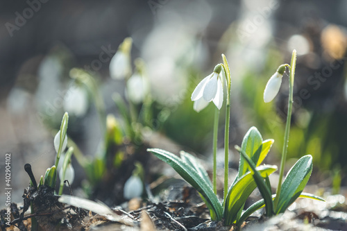 Beautiful magic snowdrops in spring forest. Scenic view of the spring forest with blooming flowers. White blooming snowdrop folded or Galanthus plicatus in the forest background.