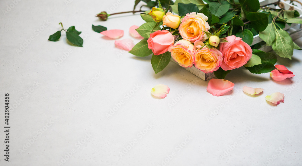 Rose Flowers on Gray Background. Pink Yellow Roses, Copy Space
Rose Flowers on Gray Background. Pink Yellow Roses, Copy Space