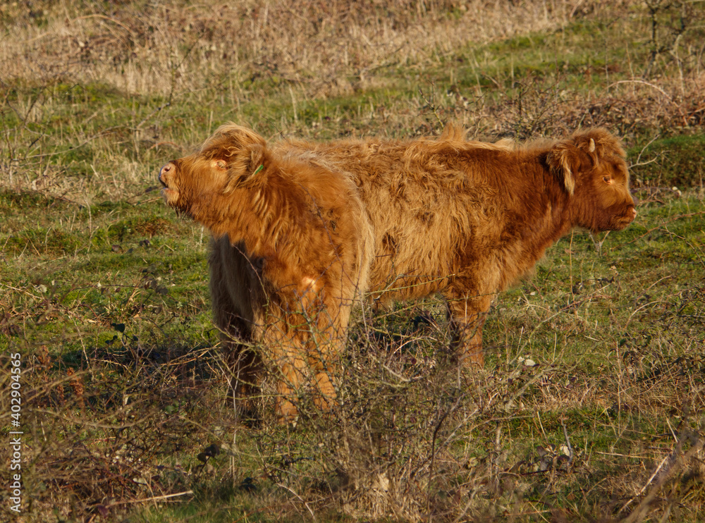 a light red scottish highland calf lets  the others know with a mooo