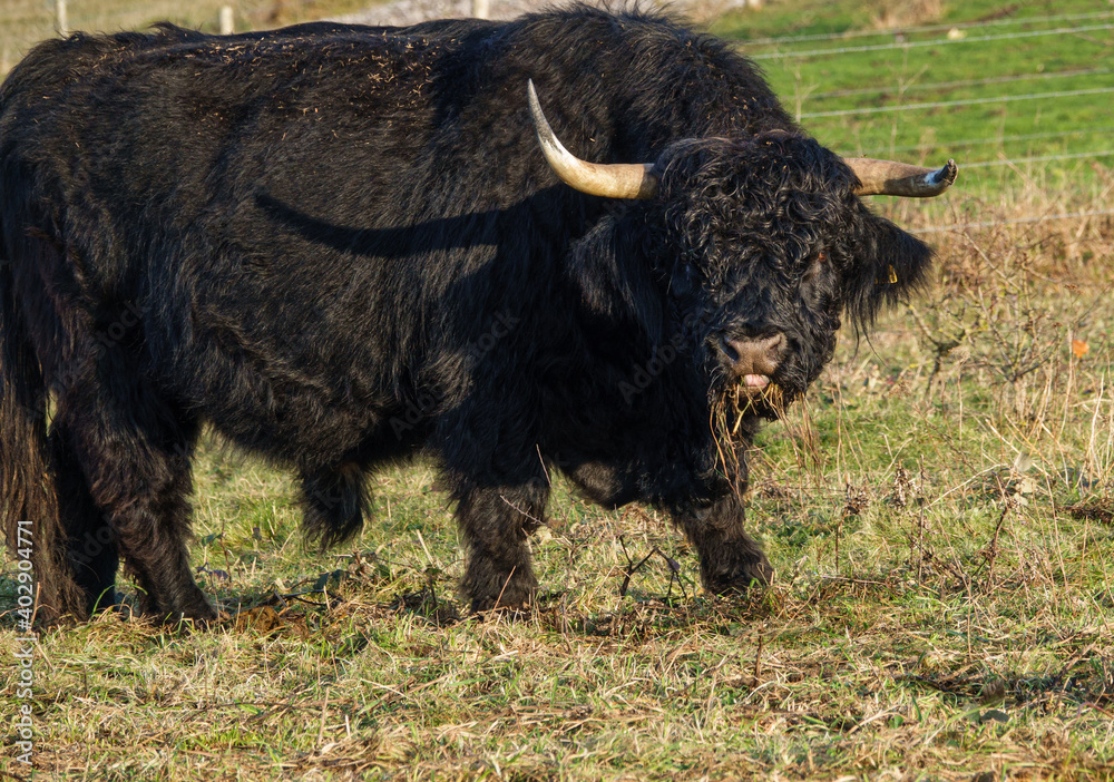 a massive black scottish highland bull with a mouthful of grass looks up and stares at the camera a massive black scottish highland bull with a mouthful of grass looks up and stares at the camera