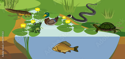 Pond biotope with different animals (bird, reptile, fish, amphibians) in their natural habitat