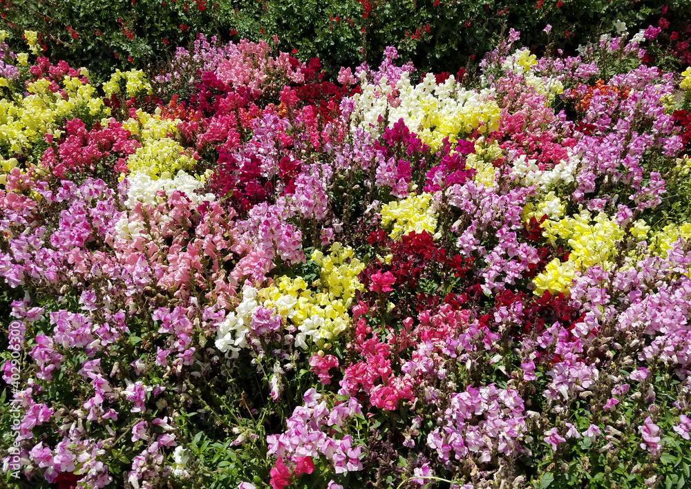 Landscape with a multicolored snapdragon flowerbed Landscape with a multicolored snapdragon flowerbed