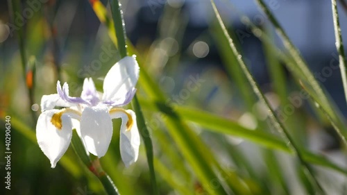 White iris flower blossom, gardening in California, USA. Delicate bloom in spring morning garden, drops of fresh dew on petals. springtime flora in soft focus. Natural botanical close up background. photo