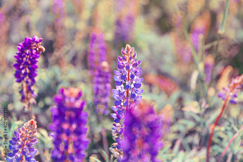 Beautiful blooming lupine flowers in spring time. Field of lupines plants background. Violet wild spring and summer flowers. Gentle warm soft colors selective focus  blurred background