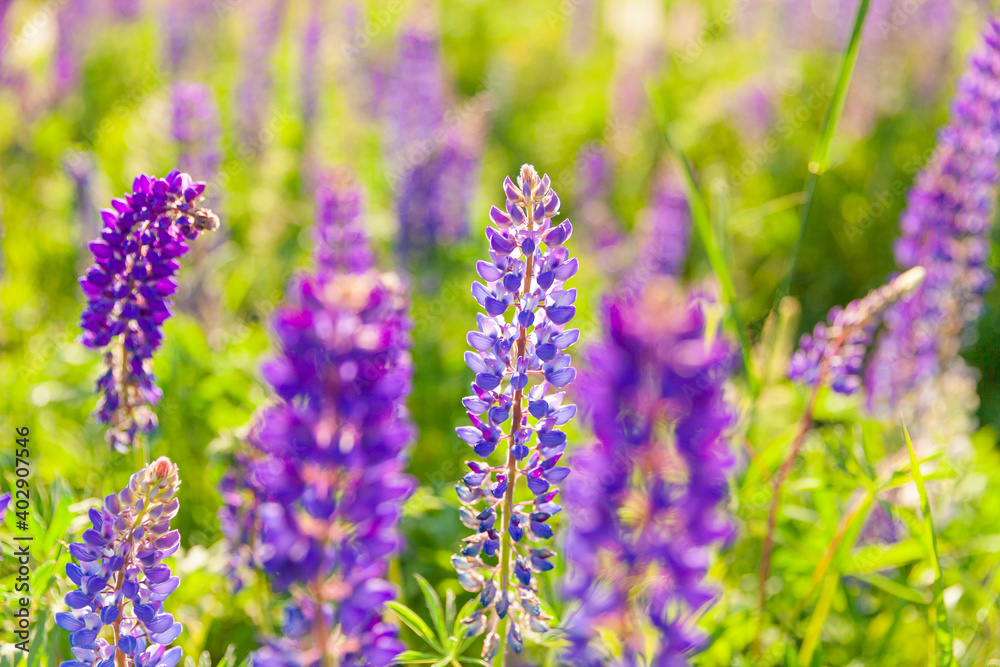 Beautiful blooming lupine flowers in spring time. Field of lupines plants background. Violet wild spring and summer flowers. Gentle warm soft colors selective focus, blurred background Beautiful blooming lupine flowers in spring time. Field of lupines plants background. Violet wild spring and summer flowers. Gentle warm soft colors selective focus, blurred background