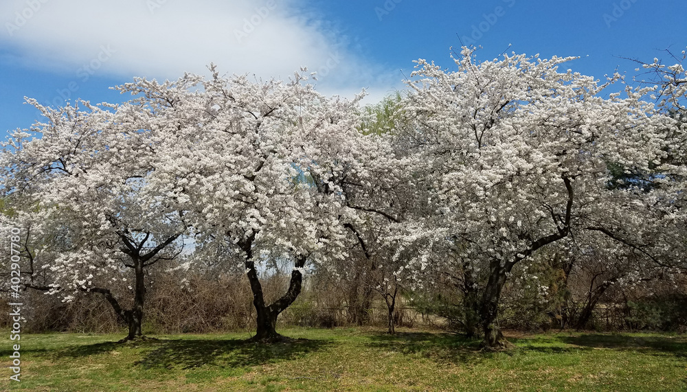 Fototapeta premium The Cherry Blossom Festival in Washington DC, USA