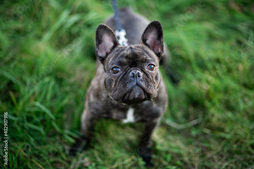 A black French bulldog looks curiously at the camera