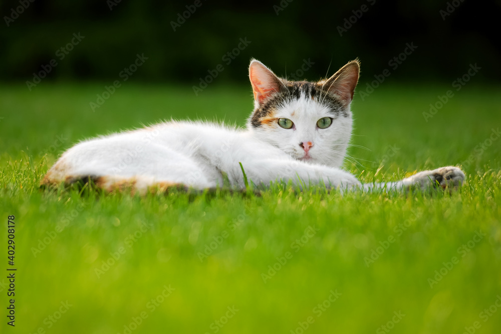 Beautiful cat on the grass