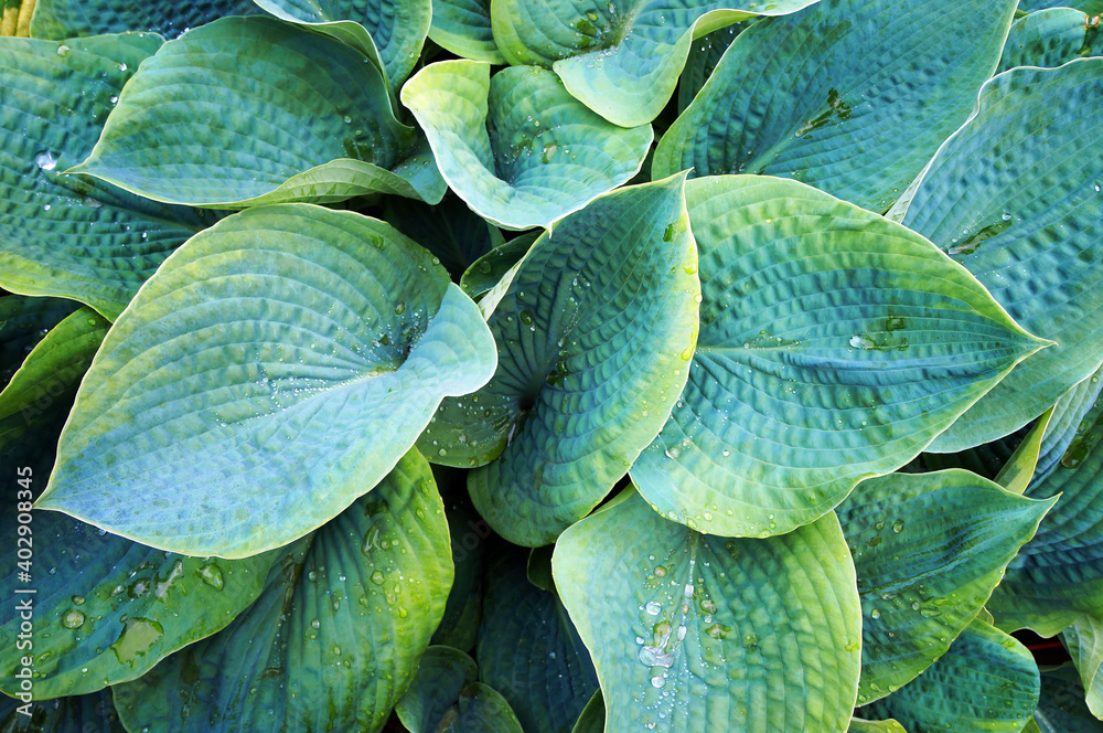 Obraz premium Lush green foliage of Hosta (Funkia) with water drops on leaves.