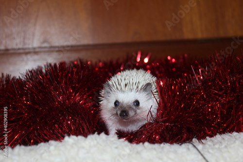 A cute African pygmy hedgehog in red Christmas tinsel photo