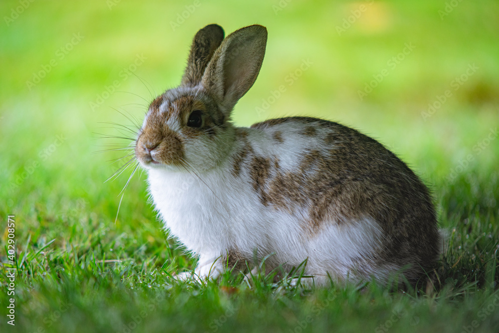 Fototapeta premium Hidden rabbit on a green meadow
