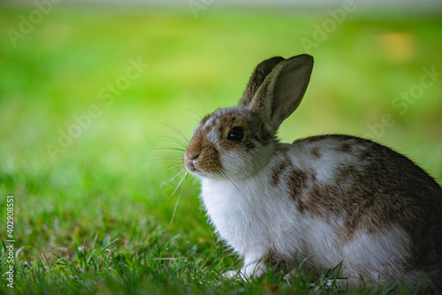 Hidden rabbit on a green meadow
