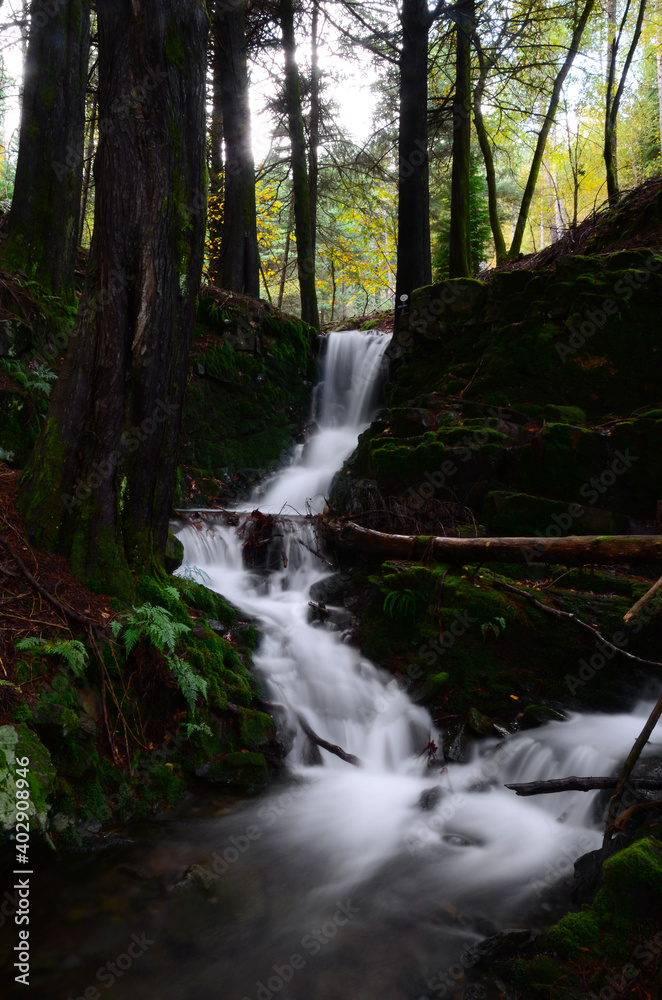 Obraz premium Queda de Água em Floresta