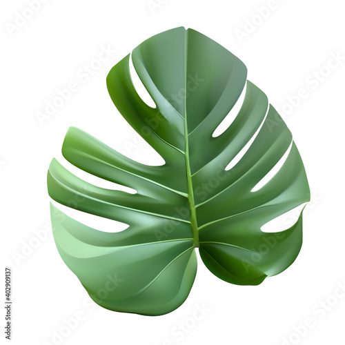 Green leaf monstera plant vector realistic illustration