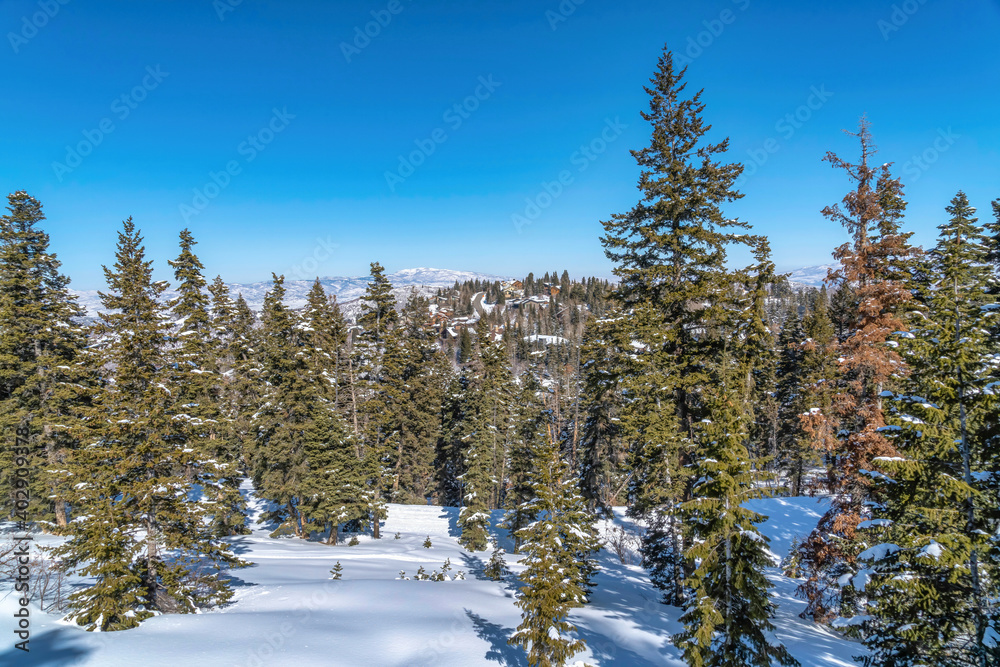 Picturesque winter landscape of mountain with lush evergreens on snowy terrain