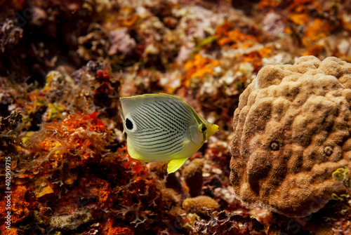 Side view of a Foureye Butterflyfish photo