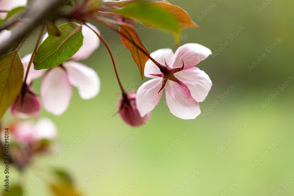 Close-up of pink Apple trees in bloom on a light green background. Image for creating a calendar, book, or postcard. Selective focus. Close-up of pink Apple trees in bloom on a light green background. Image for creating a calendar, book, or postcard. Selective focus.