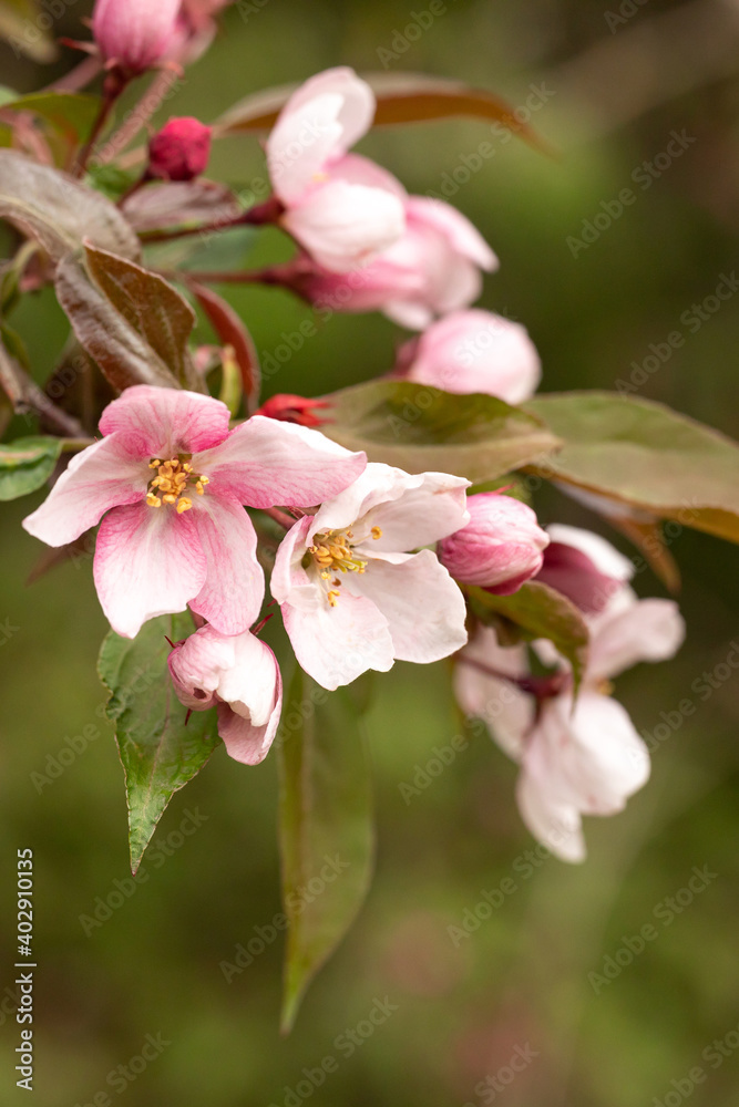 A branch of a blooming wild Apple tree. Image for the design of a calendar, book, or postcard. Selective focus. A branch of a blooming wild Apple tree. Image for the design of a calendar, book, or postcard. Selective focus.
