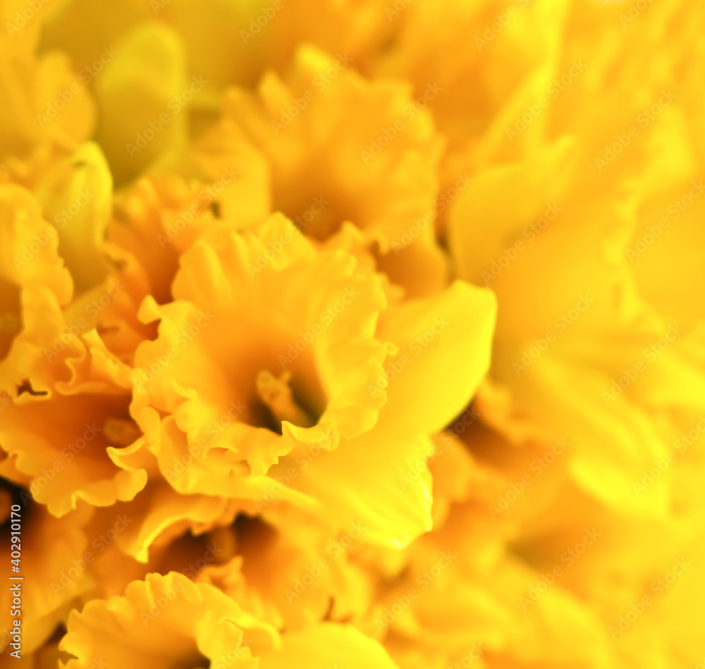 Beautiful bouquet of spring yellow narcisus flowers or daffodils Beautiful bouquet of spring yellow narcisus flowers or daffodils
