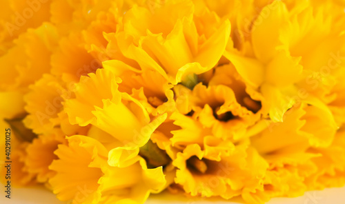 Beautiful bouquet of spring yellow narcisus flowers or daffodils © pictures_for_you