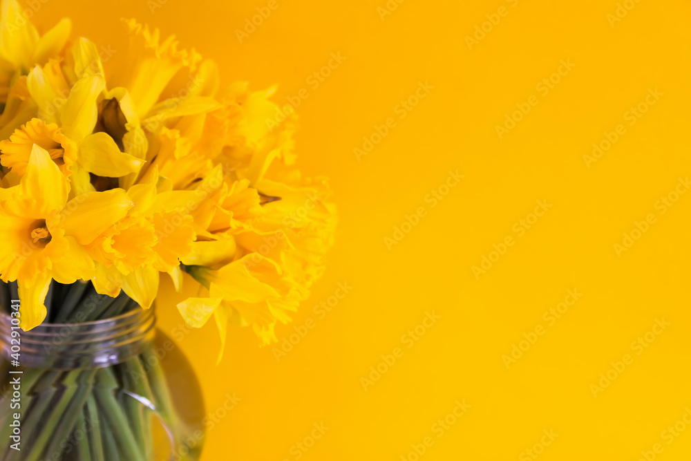 Beautiful bouquet of spring yellow narcisus flowers in glass transparent vase. Floral composition or daffodils on bright yellow background.
