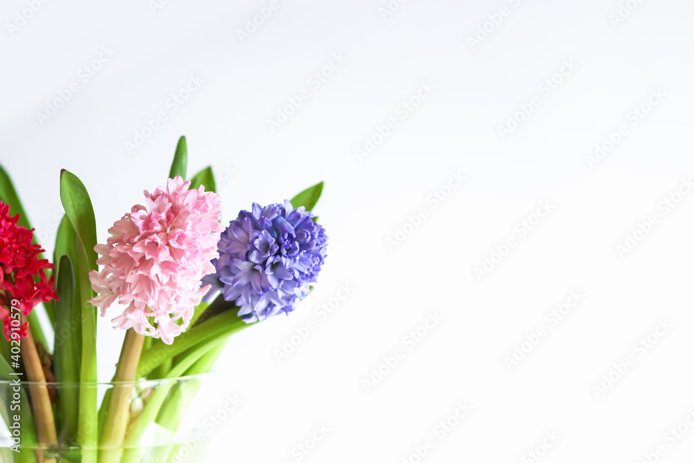 Obraz premium Hyacinth flowers on white background