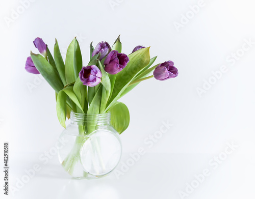 Purple tulips in glass transparent vase on white background. Spring bouquet.