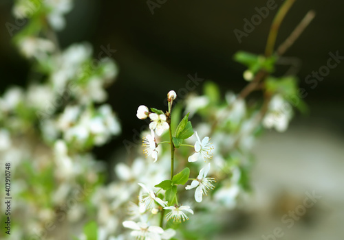 Spring cherry tree branches in bloom close up