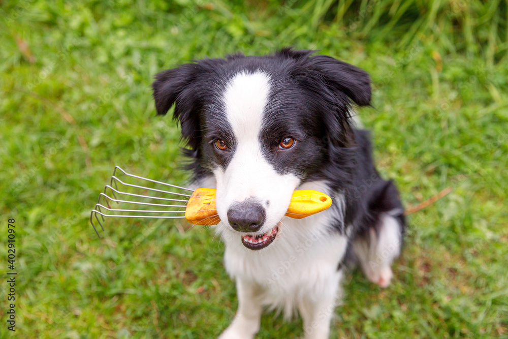 Outdoor portrait of cute smiling dog border collie holding rake on garden background. Funny puppy as gardener fetching rake for weeding. Gardening and agriculture concept.