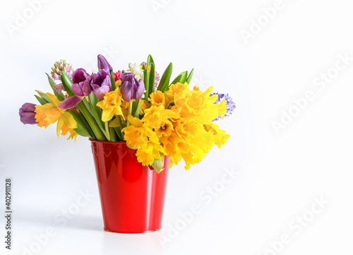 Purple tulips and yellow narcisus in red bucket on white background. Spring bouquet.