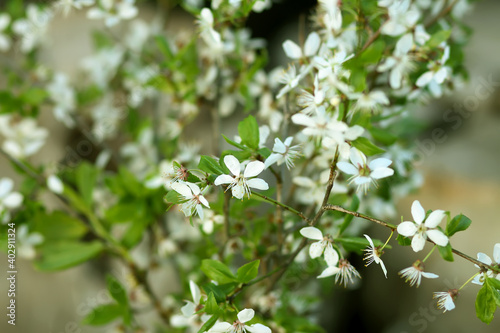 Spring cherry tree branches in bloom close up