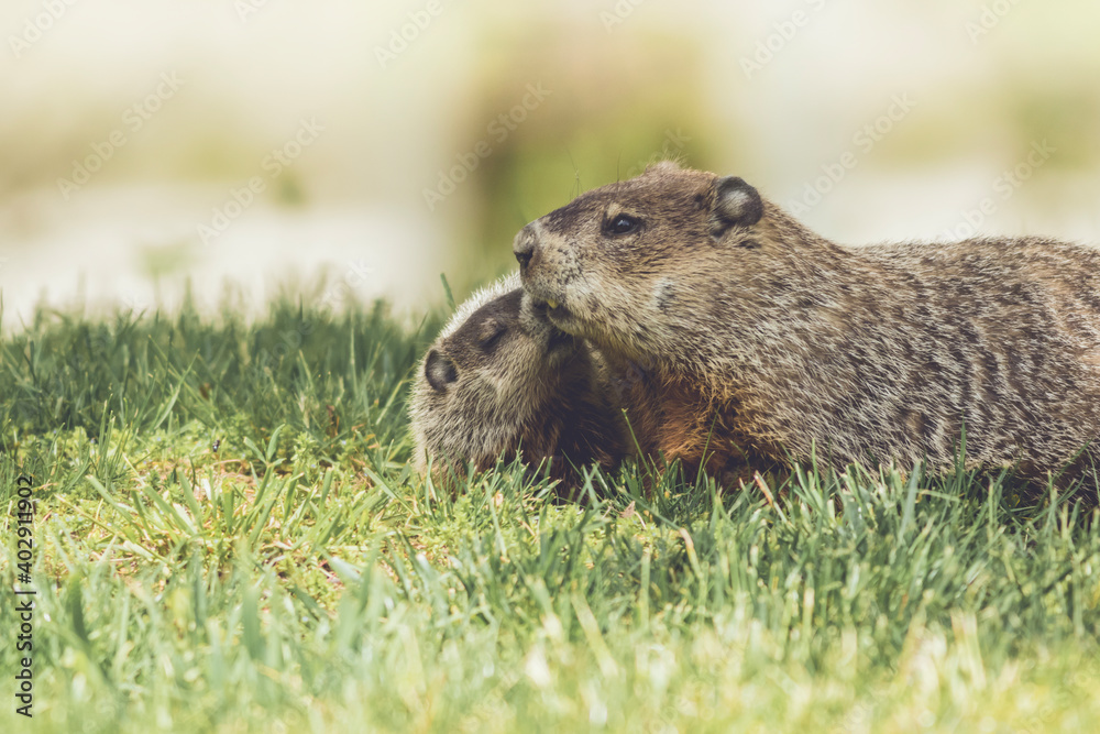 Young Groundhog kit, Marmota monax, cuddles next to mother groundhog in grass in springtime Young Groundhog kit, Marmota monax, cuddles next to mother groundhog in grass in springtime