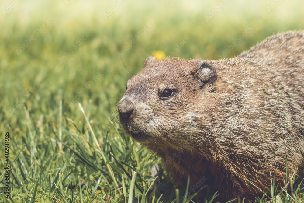 Groundhog, Marmota monax, closeup walking in grass in springtime Groundhog, Marmota monax, closeup walking in grass in springtime