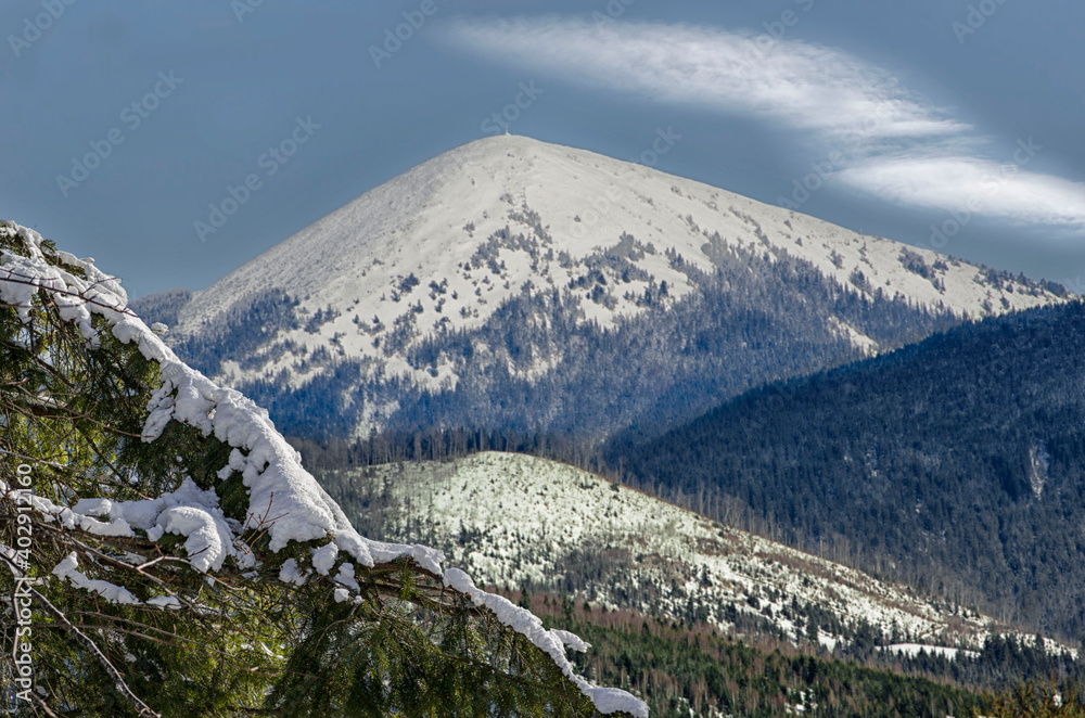 Ukraine Carpathians View of the snow-capped peaks with a fir branch in the foreground