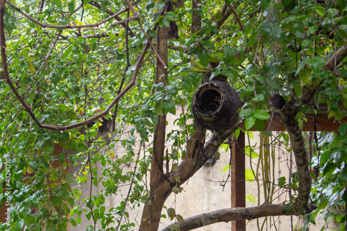 Small bird nest hanging of a garden tree