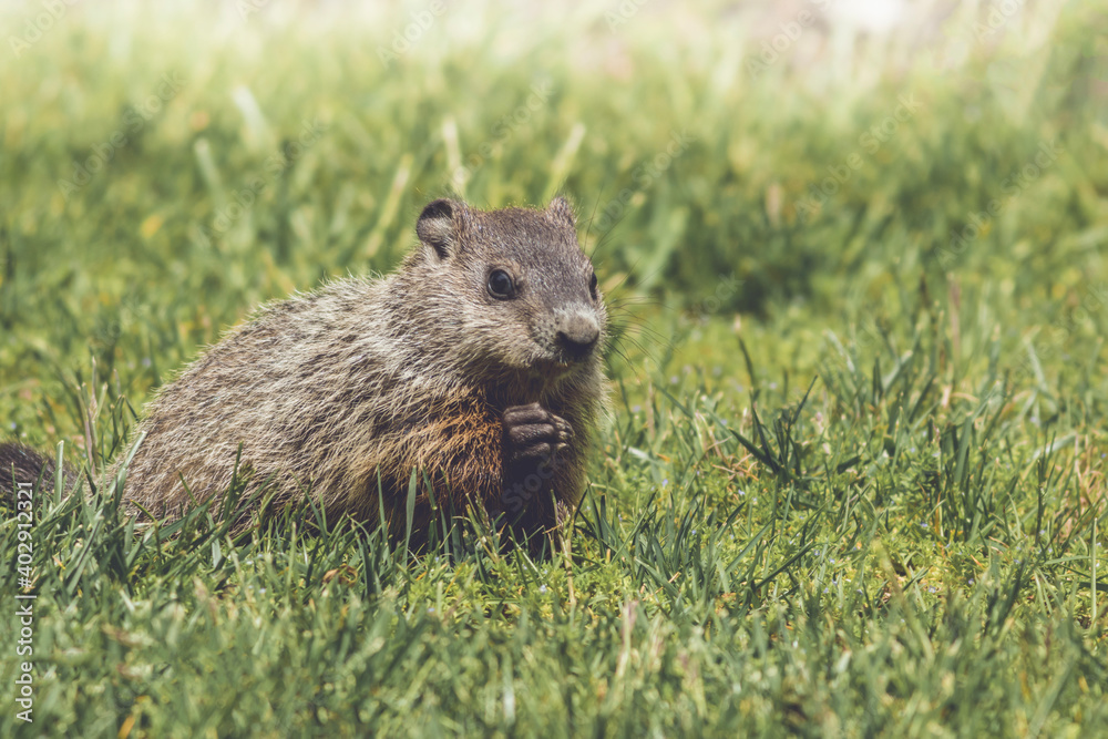 Young Groundhog kit, Marmota monax, walking in green grass in springtime Young Groundhog kit, Marmota monax, walking in green grass in springtime