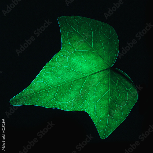 green, leaves, green leaves, nature, structure, abstraction, nature, eco, plants, green plants, macro, texture, texture,