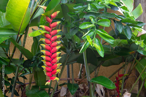 Heliconia tortuosa on a garden of a house
