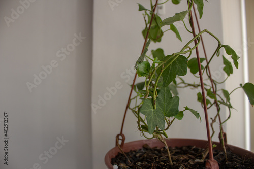 Indoor plant hanging on a plastic vase