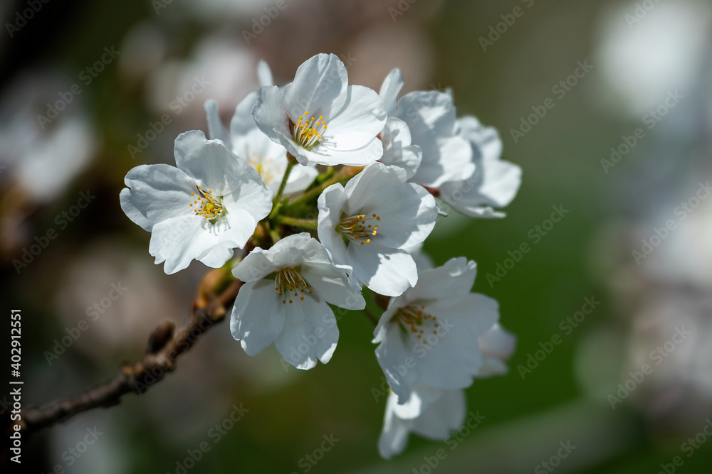 Sakura cherry trees blossoming in Chiune Sugihara Sakura Garden, Vilnius Sakura cherry trees blossoming in Chiune Sugihara Sakura Garden, Vilnius