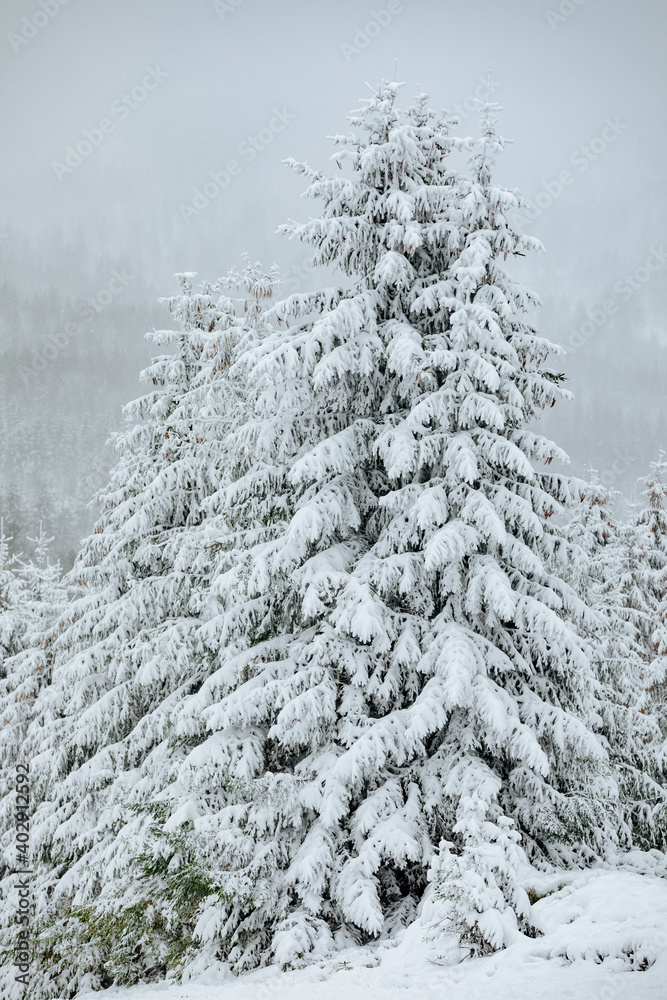 Fir trees with a lot of snow on the branches. Forest in winter