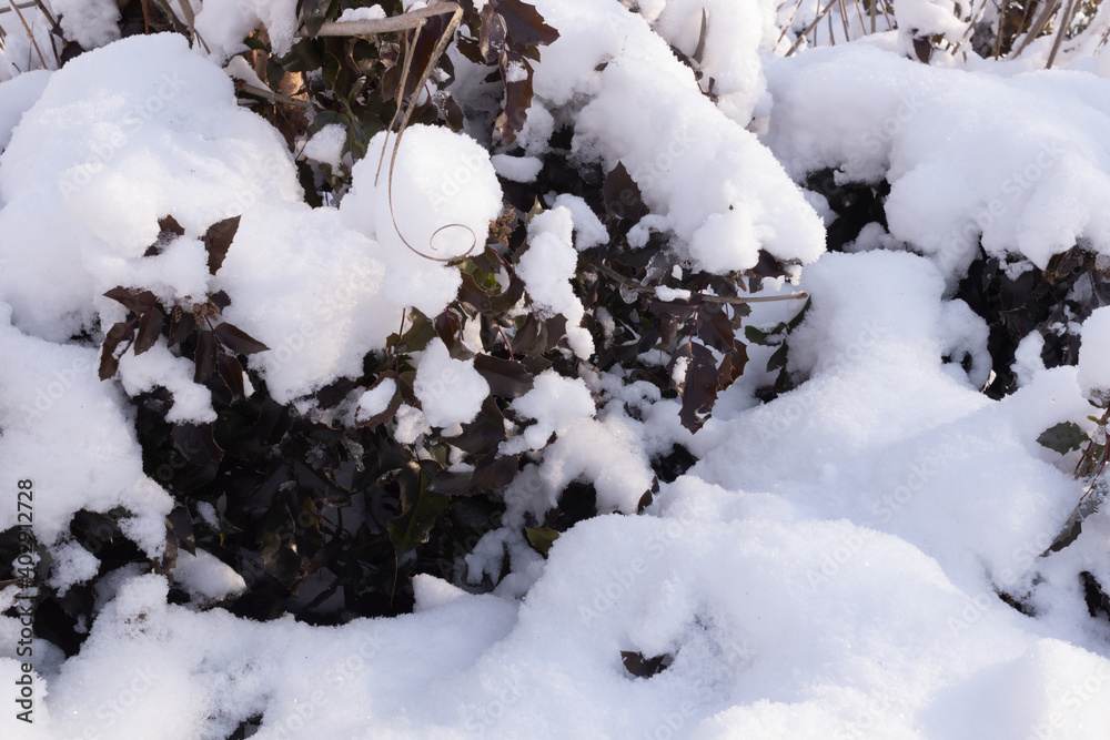 Cold-darkened leaves on a rose bush under the snow Cold-darkened leaves on a rose bush under the snow