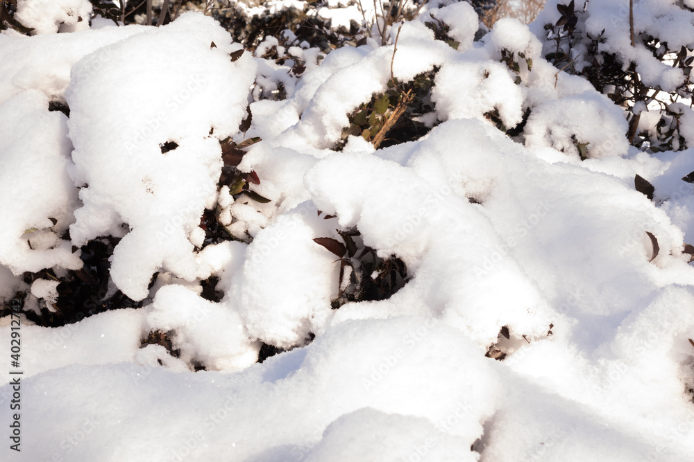 A rose bush with green leaves covered with abundant snow A rose bush with green leaves covered with abundant snow
