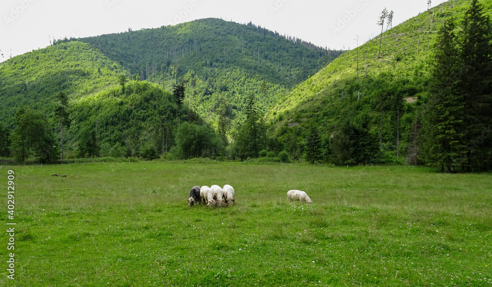 sheeps in the Polish mountains