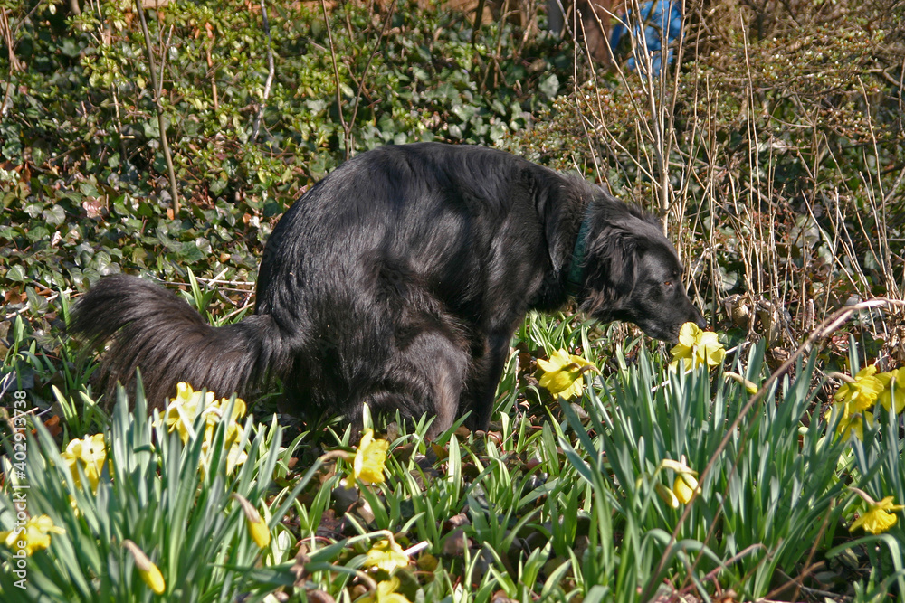 Dog Poops in a Flower Garden While Ironically Smelling a Flower Stock