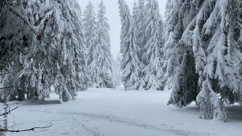 Forêt de sapins enneigée en hiver au Mont Dore, Auvergne Forêt de sapins enneigée en hiver au Mont Dore, Auvergne