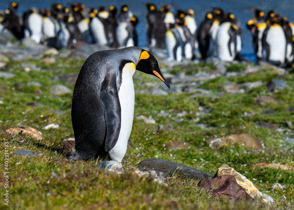 Naklejka premium Lonely King Penguin standing by itself with the penguin colony in the background, St. Andrews Bay, South Georgia 