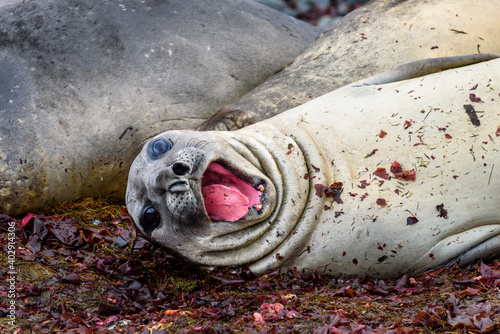 Closeup of an Elephant Seal napping and yawning on the beach of King George Island, South Shetland Islands, Antarctica
 photo